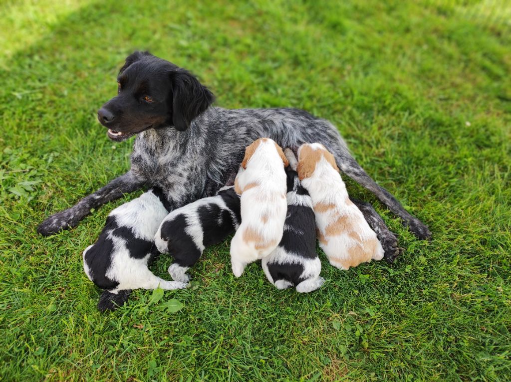 chiot Epagneul Breton Der Liebevoll